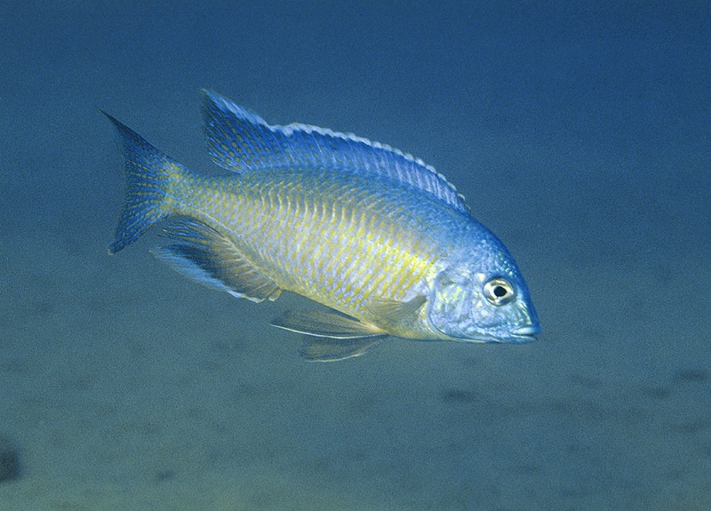 Nyassachromis nigritaeniatus 'Ntekete'